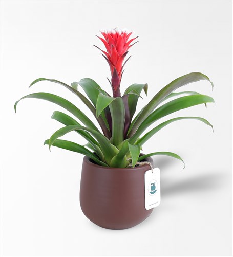Guzmania Red