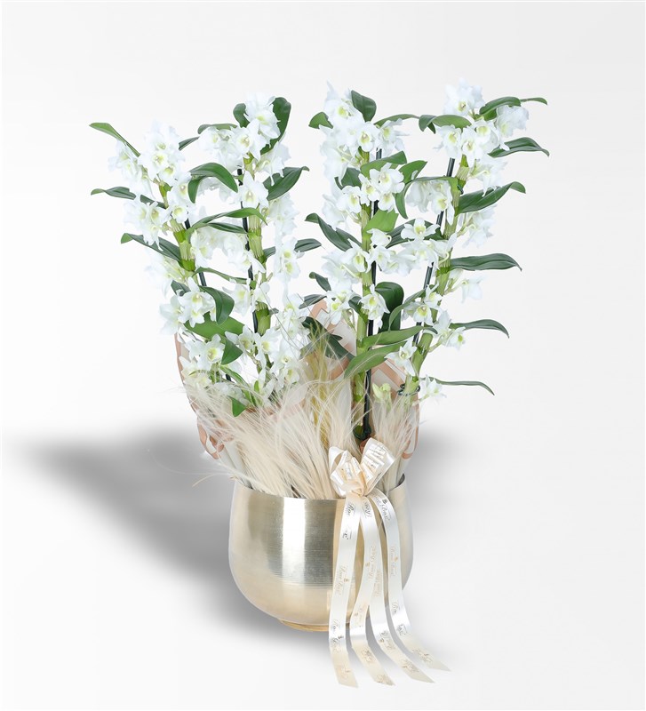 Gold Metal Saksıda 4 Dallı Bambu Orkide (Dendrobium) Aranjmanı