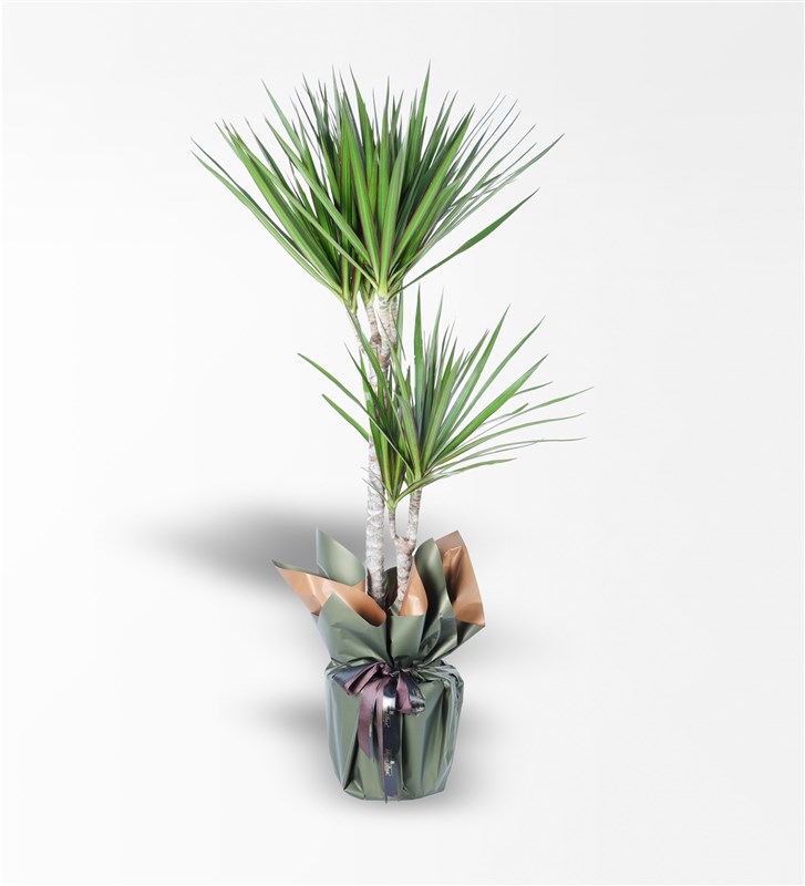 2'Li Marginata Bitkisi
