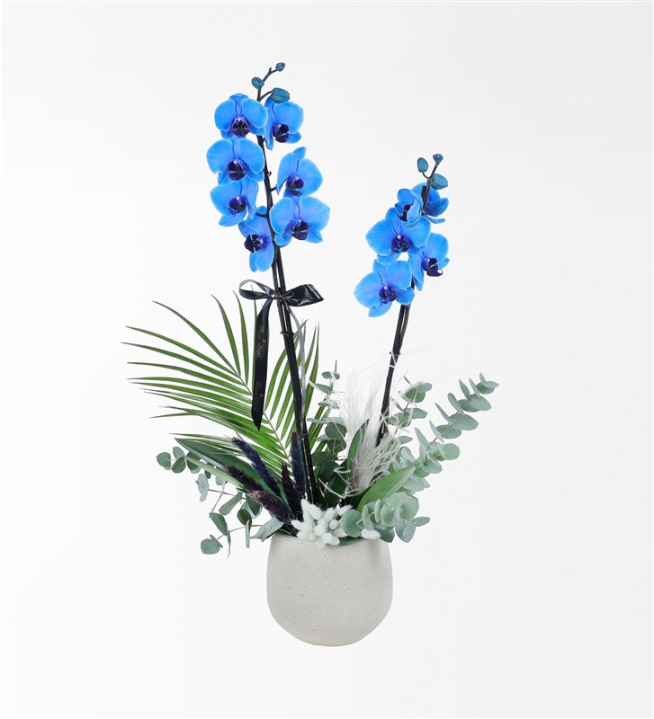 Bej Beton Saksıda Magic Blue Mavi Orkide Ve Okaliptus Aranjmanı