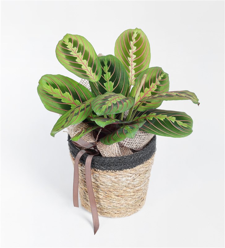Sepette Maranta Bitkisi
